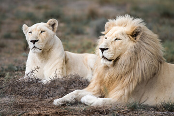 Obraz na płótnie Canvas Majestic and rare African white lion couple - Mighty wild animal in nature, lying in the grasslands and savannah of Africa