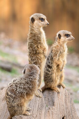 Erdmännchen