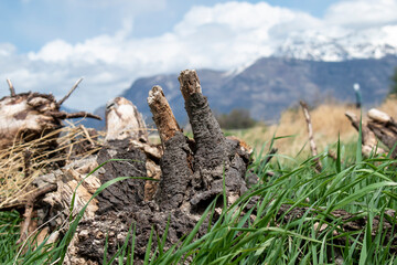 Obraz premium Fallen Stump in the woods