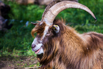 Ziegenbock
