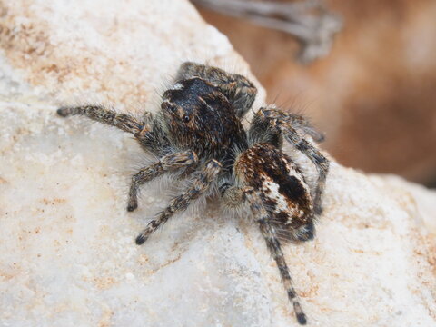 Close-up of a small spider in Greece in Spring, macro photo