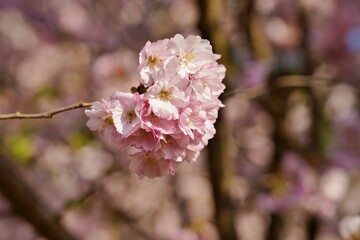 Pink flowering tree over nature background - Cherry blossoms -  spring tree - Spring Background