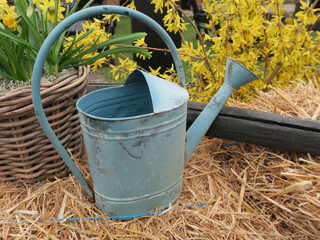 Metal watering can for watering flowers in the hay.
