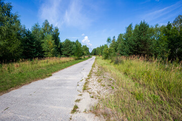Fototapeta na wymiar Old concrete road through the forest on a warm cloudless summer day, natural landscape