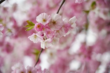 Pink flowering tree over nature background - Cherry blossoms -  spring tree - Spring Background