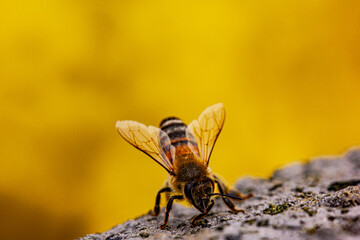 macro detail of bee. insects seen up close