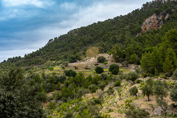 Fototapeta na wymiar Wanderurlaub Mallorca - Wanderung zwischen Banyalbufar und Estellencs durch das Landgut, die Finca Planícia: schöne Terassenlandschaft und Olivenbäume