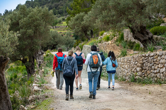 Wanderurlaub Mallorca - Wanderung zwischen Banyalbufar und Estellencs durch das Landgut, die Finca Planícia: Gruppe zwischen alten Olivenbäumen