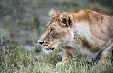Awesome African lioness Queen of the jungle out on the prowl - Mighty wild animal of Africa in nature