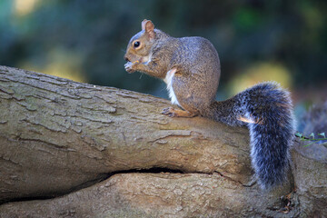 squirrel in the woods sitting on wood and eats