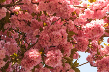 Amazing Sakura or Japanese cherry blooming in May in Ukraine.