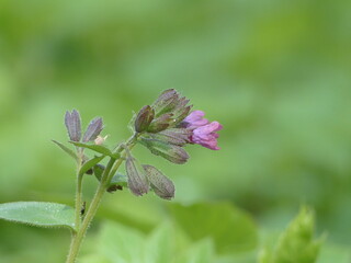 Purple flower in the park