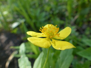 Yellow flower in the park