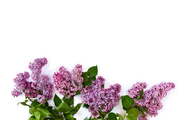 Flowers lilac on a white background with space for text. Top view, flat lay