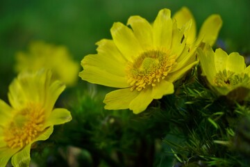 Adonis - Yellow  flowers - Spring in the botanical garden .Adonis vernalis 