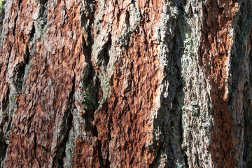 Close-up of the tree bark. Siberian larch. Partially covered with lichen.Background. Texture.