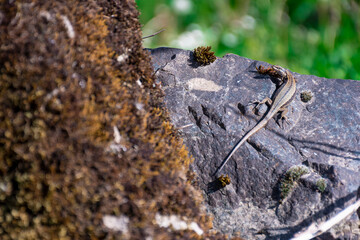 Lizard basking on a rock.The photograph has the foreground and background out of focus and is shot in landscape format.