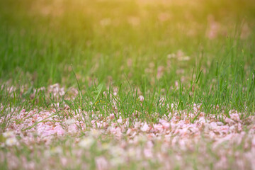 Dreamy summer grass with pink petals, sunny green field background. Meadow close-up.  