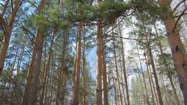 Spring pine birch forest and pigeon feeding. World Bird Day.