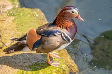 One adult male mandarin duck standing on rock beside lake Geneva, Switzerland. Aix galericulata.