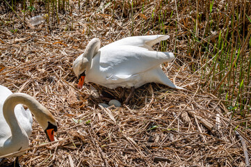 Mute swan in the nest hatching eggs in spring. Cygnus olor. Plastic bottle waste on ground.