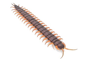 3D Illustration of a Centipede