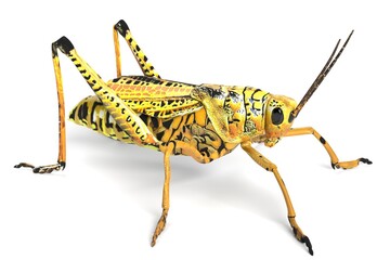 3D Illustration of a Grasshopper
