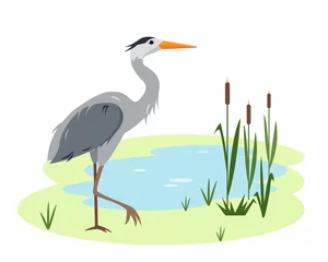 Foto op Plexiglas Heron bird on Lake or pond with canes and grass © Елена Истомина