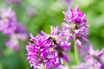 bee on lavender