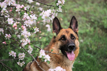 Cherry blossoms and apple trees. German Shepherd black and red color and blooming gardens. Portrait of domestic dog in luxurious white and pink flowers blooming in spring on fruit trees.