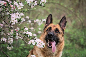 Cherry blossoms and apple trees. German Shepherd black and red color and blooming gardens. Portrait of domestic dog in luxurious white and pink flowers blooming in spring on fruit trees.