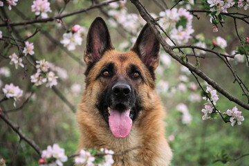 Cherry blossoms and apple trees. German Shepherd black and red color and blooming gardens. Portrait of domestic dog in luxurious white and pink flowers blooming in spring on fruit trees.