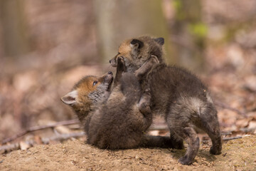 Junge Fuchswelpen am Bau