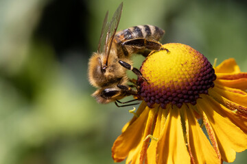 A honey bee collecting pollen at stamens in a flower. A bee working on a garden flower.