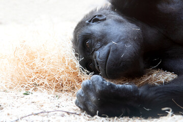 The portrait of western lowland gorilla lying on heap of the shavings.