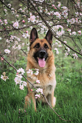Cherry blossoms and apple trees. German Shepherd black and red color and blooming gardens. Portrait of domestic dog in luxurious white and pink flowers blooming in spring on fruit trees.