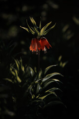 Flower in the garden on a blurred background
