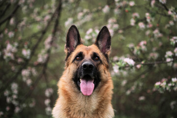 Cherry blossoms and apple trees. German Shepherd black and red color and blooming gardens. Portrait of domestic dog in luxurious white and pink flowers blooming in spring on fruit trees.