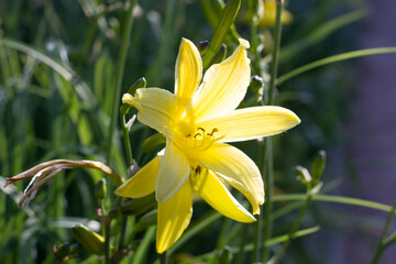 yellow lily flower