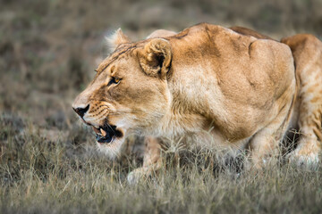 Majestic African lioness Queen of the savannah - powerful predator out on the hunt