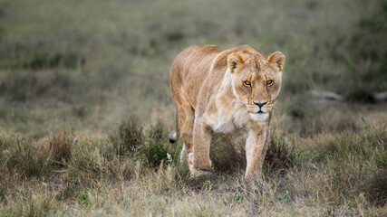 Magnificent African lioness Queen of the jungle - Mighty wild animal in nature, roaming the grasslands and savannah of Africa