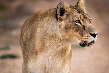 Thoughtful glance from this captivating African lioness Queen of the jungle