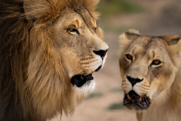 Beautiful African lion couple loving pride of the jungle - sharing a moment out in the African...