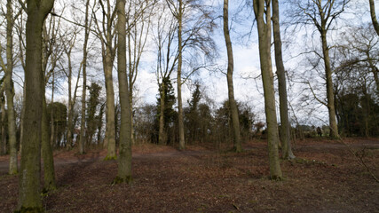Up Tree view of beech tree against blue sky for natural layer nature texture backdrop wallpaper showing branches and twigs Silhouetted against bright sky.