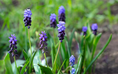 Muscari flowers background. A glade of blue flowers.