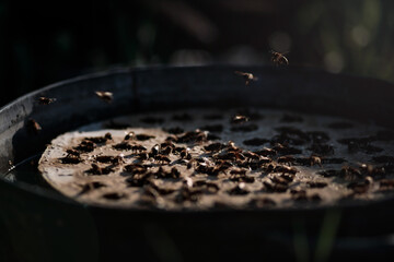 Bee at a watering hole