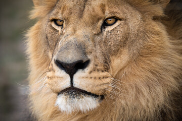 Close-up portrait of this majestic male African lion king of the jungle - Mighty wild animal in nature, roaming the grasslands and savannah of Africa