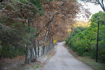 pomancillo oeste