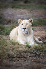 Naklejka na ściany i meble Majestic and rare African white lioness Queen lying down for afternoon nap - Mighty wild animal of the grasslands and savannah of Africa