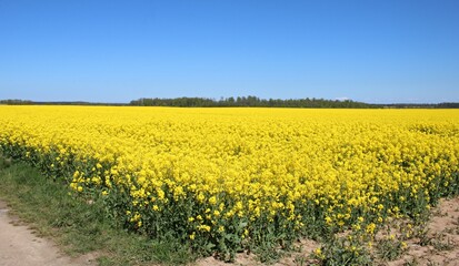 Blooming rapeseed field with a bright yellow inflorescence against a cloudless blue sky